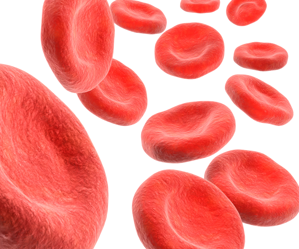 GLPHARMA_BloodCells  